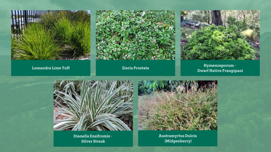 Chamber Gardens plants