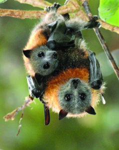 Flying-Fox Colony on Bellinger River at Quarter of Numbers