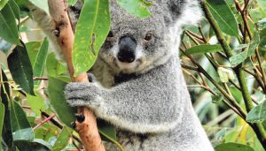Tuckers Nob Logging Protests Intensify Amid New Plantation Plan